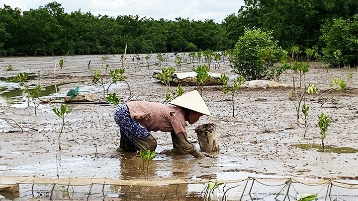 Bắt cáy trong rừng ngập mặn.