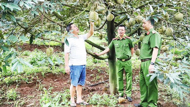 Công an huyện Krông Búk, tỉnh Đắk Lắk kiểm tra tình hình an ninh trật tự vào mùa thu hoạch sầu riêng.