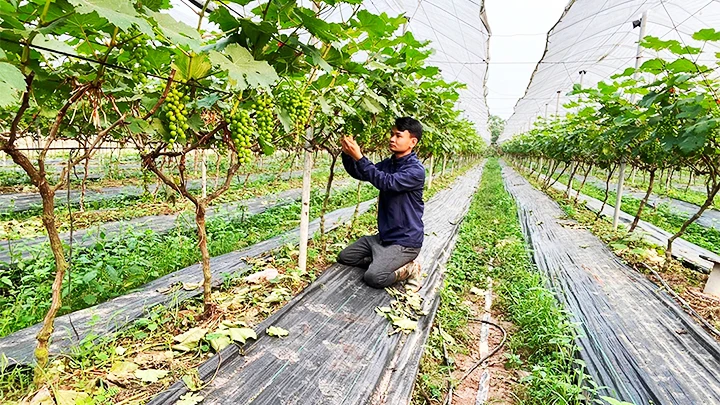 Anh Cương chăm sóc ruộng nho Hạ Đen.