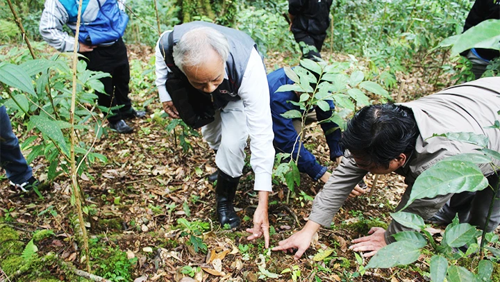 Vườn ươm sâm Ngọc Linh.