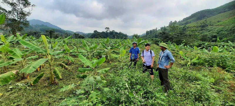 Cây chuối Thái trồng theo tiêu chuẩn VietGAP của HTX Nông nghiệp Cây Tăm phát triển tốt trên đất Vĩnh Ô.