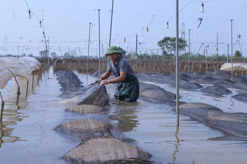 Người dân làng trồng hoa phường Mỹ Tân, thành phố Nam Định thu dọn lưới che luống hoa bị cuốn trôi do nước lũ. Ảnh: TTXVN