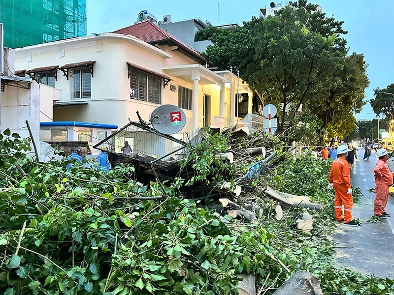 Công nhân Công ty Công viên Cây xanh dọn dẹp cây bị gãy đổ.