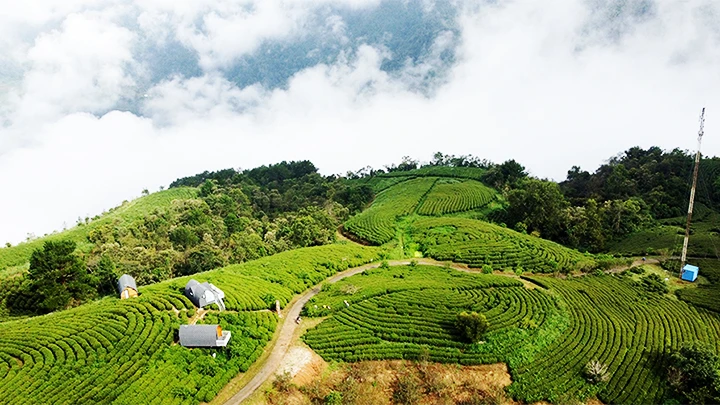 Vùng chè hữu cơ kết hợp khu nghỉ dưỡng mang tên Kolia trên núi Phia Ðén.