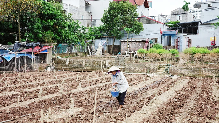 Khử chua cho đất sau khi bị ngâm trong nước lũ để chuẩn bị trồng lại hoa màu tại vùng đất ven sông Hồng (Hà Nội). Ảnh: K.MINH