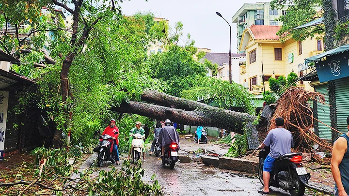 Hà Nội cần có nhiều biện pháp trong việc trồng và chăm sóc hệ thống cây xanh đô thị.