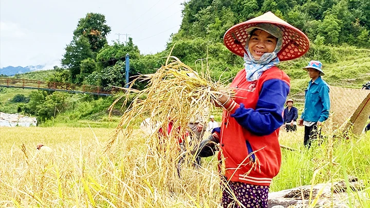 Mùa thu hoạch lúa ở làng Đăk Nai.