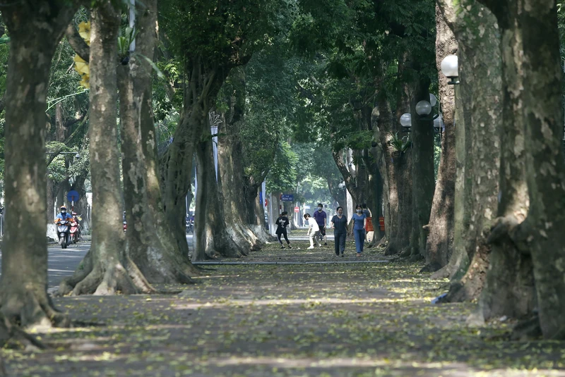 Hàng sấu trên phố Phan Đình Phùng. Ảnh: ANH QUÂN