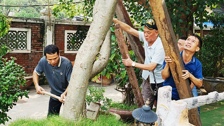 Người dân dựng lại cây đổ sau bão số 3. Ảnh: HẢI NAM