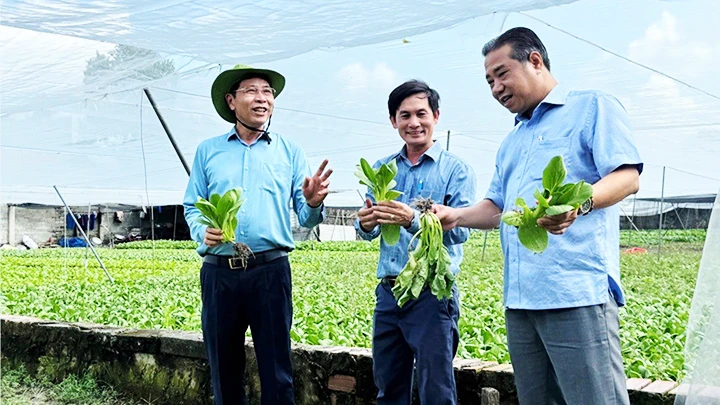 Tham quan một mô hình rau sạch. 