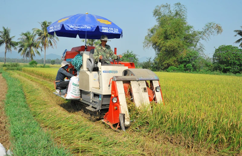 Thu hoạch lúa tại Bình Định. Ảnh: HẢI NAM