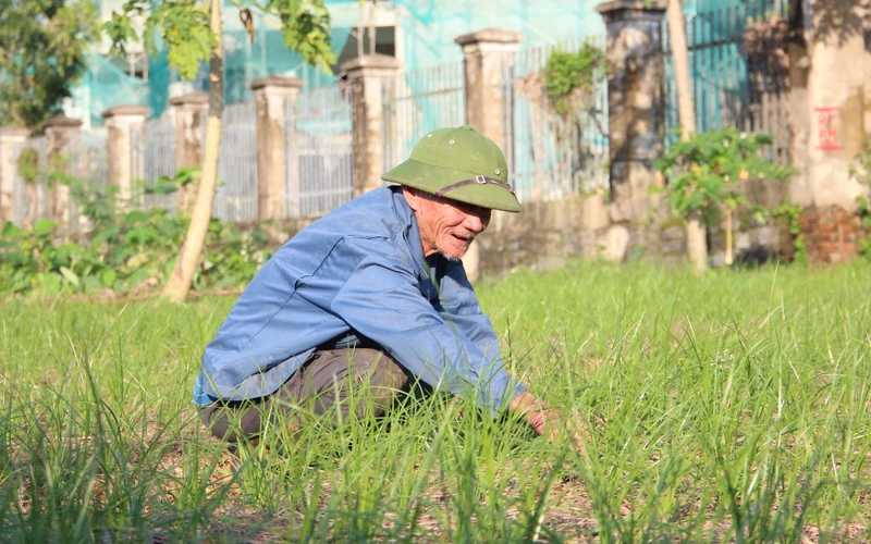 Ông Nguyễn Châu hằng ngày gắn bó với những luống kiệu.