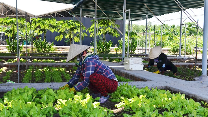 Mô hình nông nghiệp tuần hoàn của anh Võ Vinh Ca (thôn Kinh Tế, xã Canh Vinh, huyện Vân Canh).