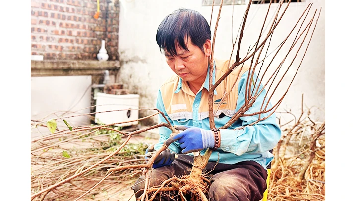 Công phu kỹ thuật uốn nắn tạo thế cho cây mai.