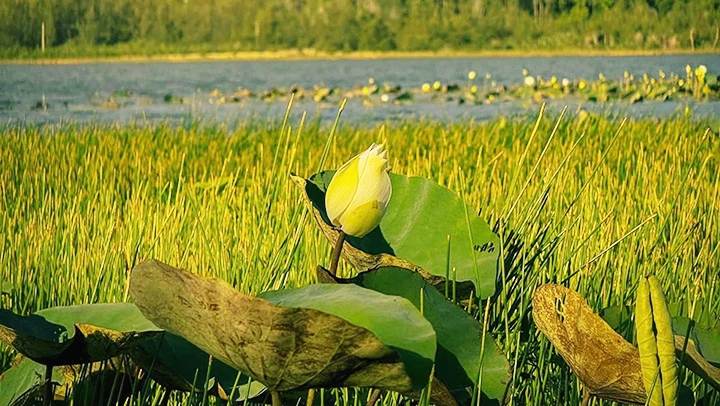 Hoàng hôn bên bãi sen trắng