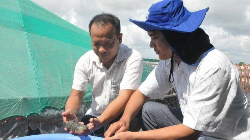Mô hình nuôi tôm theo công nghệ cao tại Công ty TNHH Nuôi trồng thủy sản Tuấn Hiền.