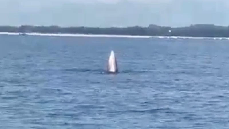 Cá voi xuất hiện trên vùng biển Vĩnh Thực. (Ảnh chụp từ video)