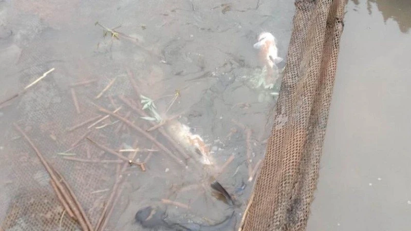 Cá chết nổi trên mặt nước tại các lồng nuôi trên sông Đà thuộc địa phận xã Huổi Só, huyện Tủa Chùa, tỉnh Điện Biên.