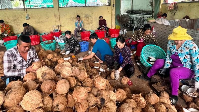 Chế biến dừa tại hợp tác xã nông nghiệp Thới Thạnh (huyện Thạnh Phú, tỉnh Bến Tre).