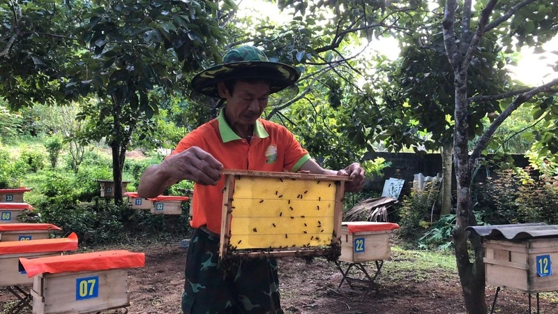 Ông Nguyễn Hữu Tương, thôn Khe Giao kiểm tra sự phát triển của đàn ong nuôi.