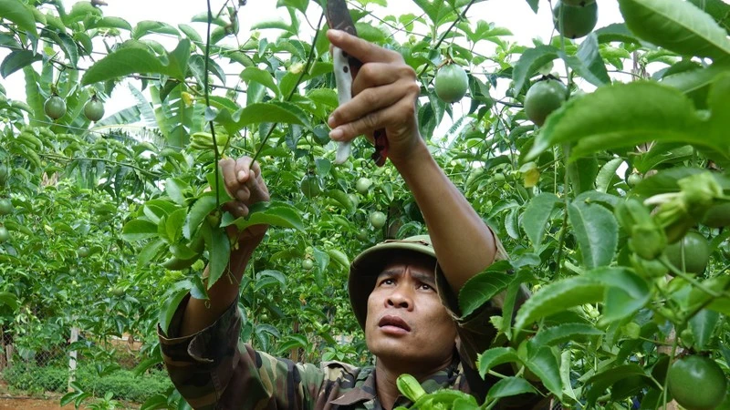 Người dân bản Phiêng Cài, xã Lóng Sập, huyện Mộc Châu (Sơn La) chăm sóc cây chanh leo. (Ảnh Quốc Tuấn)
