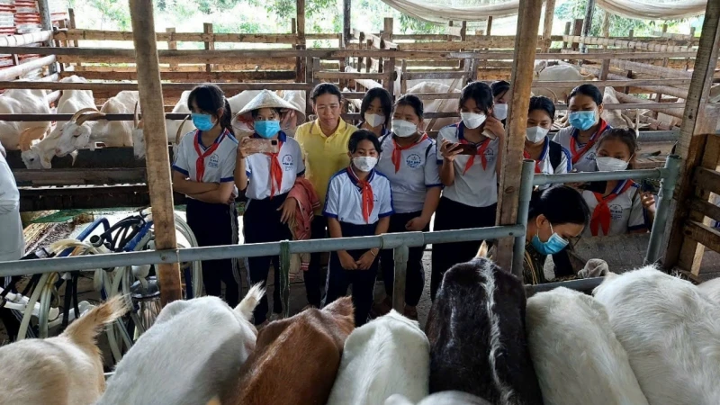 Các em học sinh trải nghiệm ở trang trại sữa dê Ngọc Đào.
