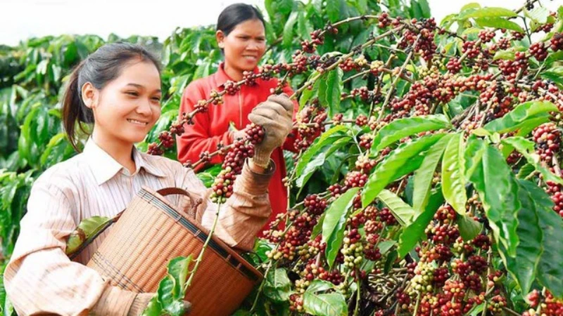 Thủ tướng Chính phủ chỉ đạo về phát triển ngành cà-phê và ngành tôm. (Ảnh minh họa)
