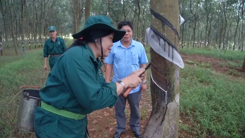 Công nhân khai thác mủ cao su trên vườn cây Công ty Trách nhiệm hữu hạn Một thành viên Tổng công ty cao su Đồng Nai.