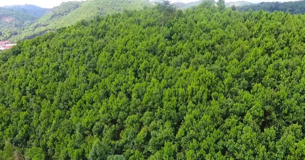 Nâng cao chất lượng rừng nhằm bảo tồn hệ sinh thái rừng và phòng, chống thiên tai.