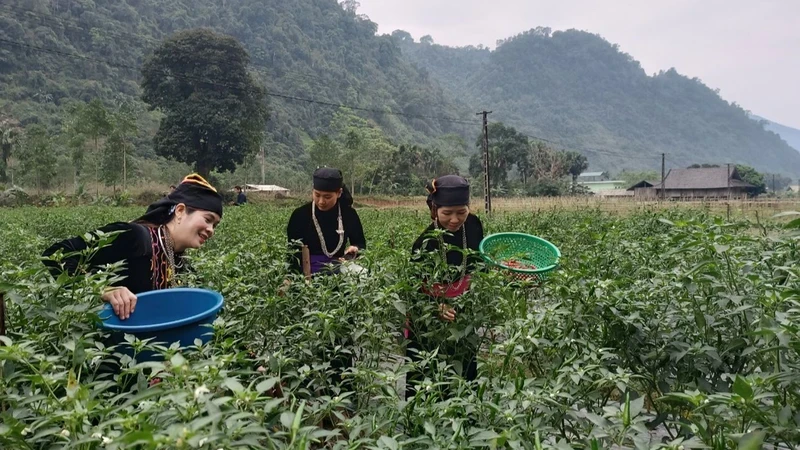 Người dân xã Tùng Bá, huyện Vị Xuyên thu hoạch ớt chỉ thiên.