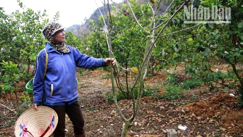 Một trong số những cây na trồng xen ổi đã chết tại vườn nhà ông Khổng Minh Hưng.