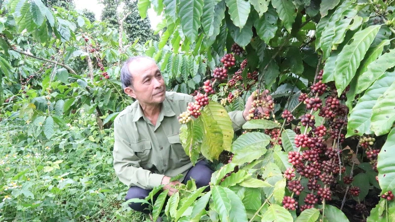 Người dân tỉnh Đắk Lắk kiểm tra sự phát triển của cây cà-phê. (Ảnh: Nguyễn Công Lý)