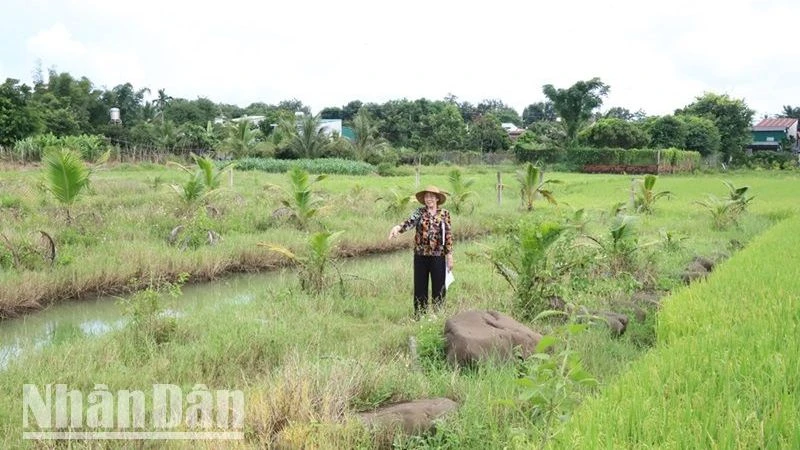 Khu vực đất mà bà Phạm Thị Cúc và các ông Nguyễn Văn Huy và Nguyễn Văn Huỳnh đang tranh chấp tại thôn 7, xã Hòa Xuân, thành phố Buôn Ma Thuột.