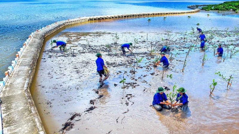 Thanh niên Cà Mau tham gia trồng cây rừng bảo vệ vùng ven biển kết hợp phòng, chống sạt lở đất. (Ảnh: NSNA Thanh Dũng) 