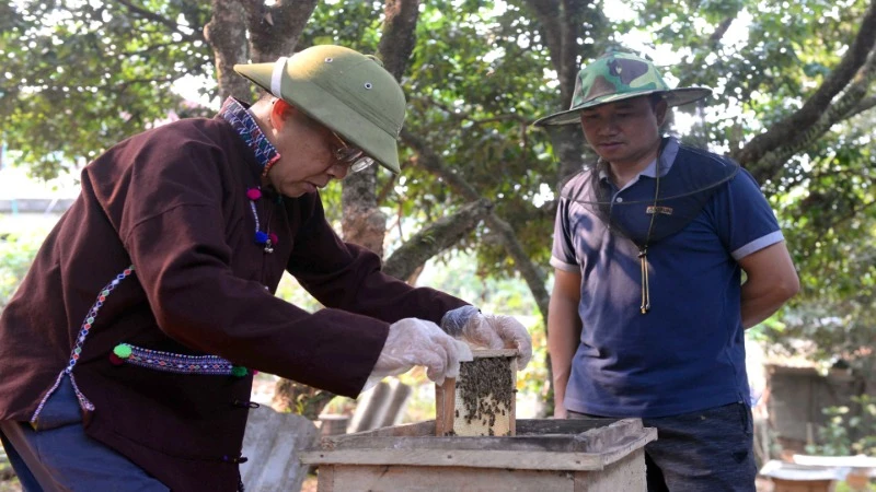 Mô hình nuôi ong lấy mật mang lại thu nhập ổn định cho gia đình ông Tao Văn Kẻo.