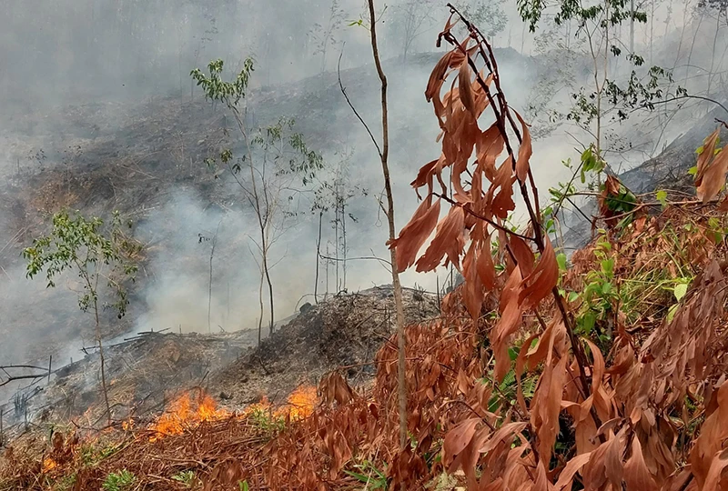 Hiện trường vụ cháy rừng gây chết người tại xã Đại Hồng, huyện Đại Lộc