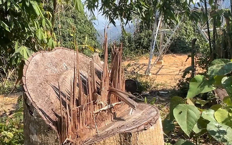 Hơn 2,2 ha rừng bị thiệt hại khi thi công đường dây 110kV (giai đoạn 2) Thủy điện Tr’Hy đi qua 2 huyện: Tây Giang, Đông Giang (Quảng Nam) 