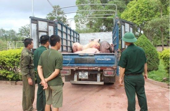 Ảnh minh họa: Tang vật 1.200kg lợn thương phẩm nhập lậu bị Đồn Biên phòng Bắc Sơn bắt giữ. (Nguồn: Báo Biên phòng)