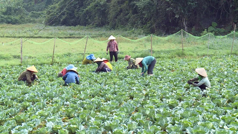 Chuỗi liên kết trồng rau bắp cải sạch của người dân xã Hồng Thái, huyện Na Hang với HTX Nông nghiệp và dịch vụ Tâm Hương.