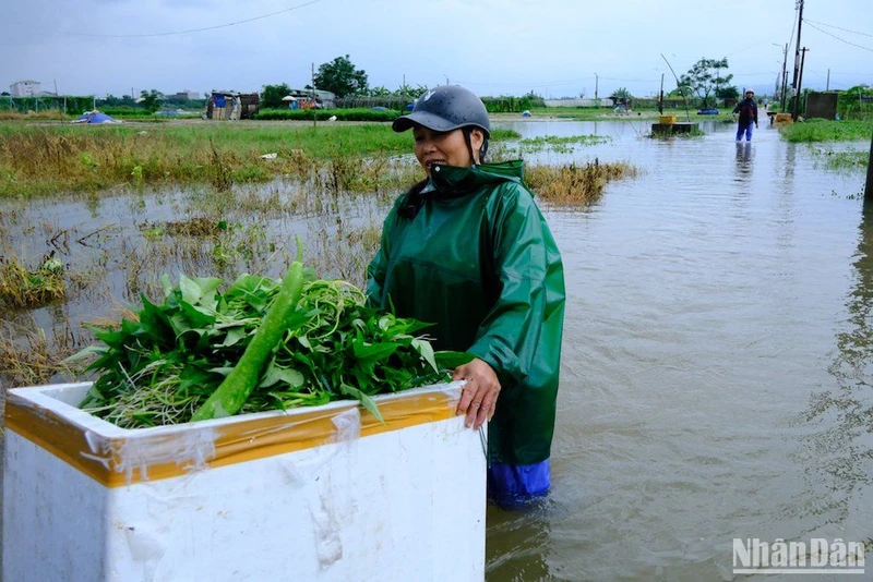 Các hộ dân chạy đua với lũ, vớt vát số rau màu còn lại sáng ngày 15/10. (Ảnh ANH ĐÀO)