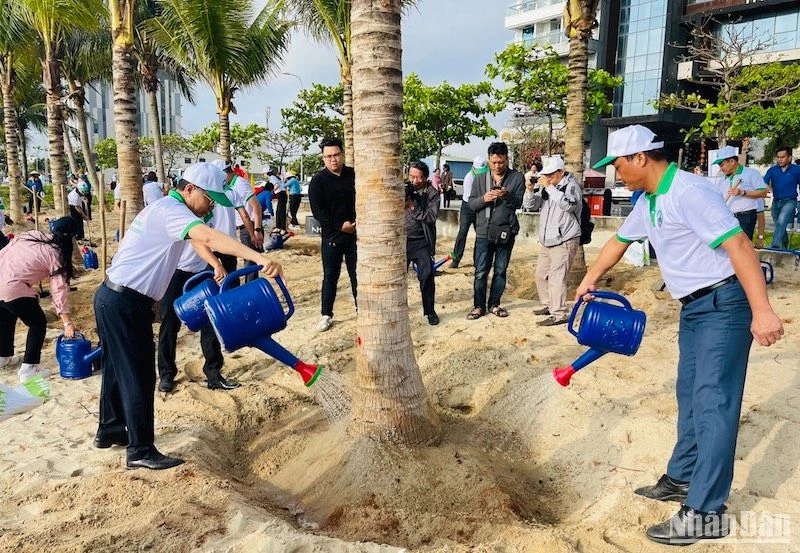 Thành phố Đà Nẵng ra quân trồng thêm nhiều cây dừa dọc bãi biển, sáng ngày 24/2. Ảnh: ANH ĐÀO