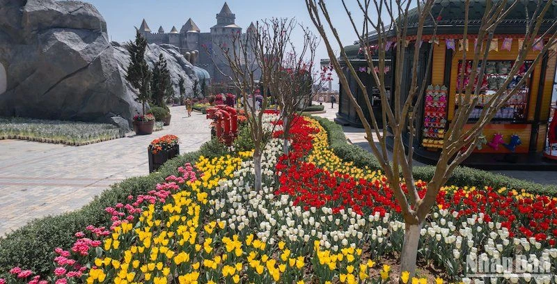 Bạt ngàn hoa tulip khoe sắc trên Sun World Ba Na Hills. (Ảnh: ANH ĐÀO)