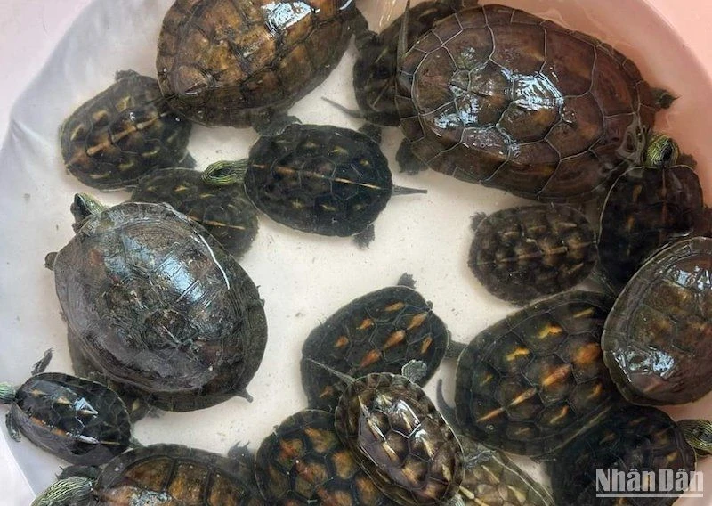 Các cá thể rùa được Chùa Nam Sơn bàn giao cho cơ quan chức năng để thả về môi trường tự nhiên. (Ảnh: Hạt kiểm lâm Hòa Vang)