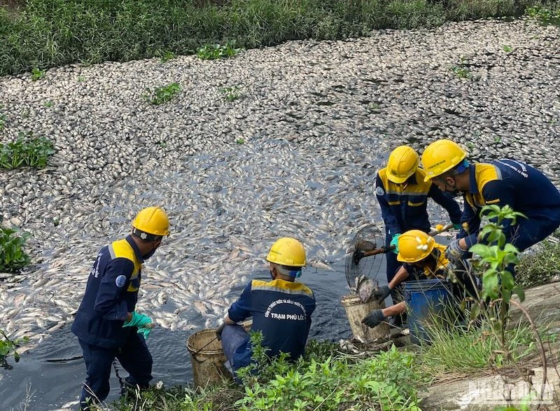 Các công nhân khẩn trương thu gom số cá chết tại hồ điều tiết Liên Chiểu và kênh chung quanh. (Ảnh: ANH ĐÀO)