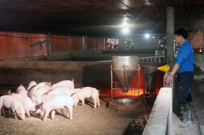 Chăn nuôi gặp khó khi giá thức ăn tăng, giá lợn hơi giảm.