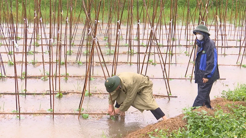 Mưa lớn làm nhiều diện tích hoa màu của tỉnh Hà Nam bị ngập úng.