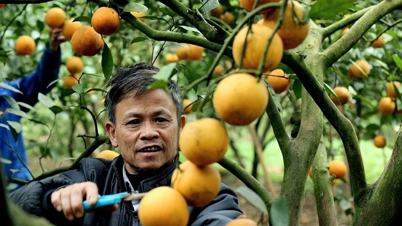 Người trồng cam Cao Phong phấn khởi vì giá cam ổn định.