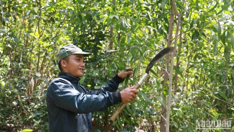 Anh La Lan Thanh ở thôn Phú Lợi, xã Phú Mỡ, huyện Đồng Xuân vui mừng được nhận đất trồng 3ha keo phát triển tốt