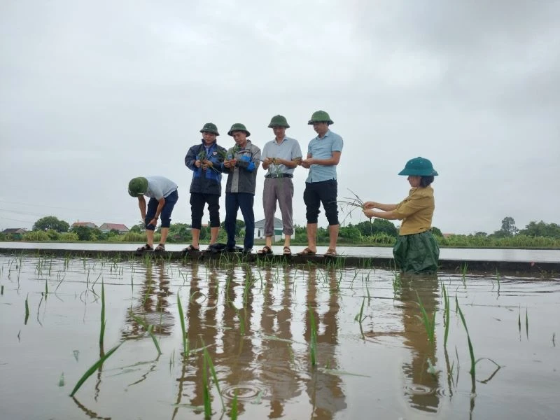 Nhiều diện tích lúa bị ngập sâu đã được giải cứu kịp thời. (Ảnh: Văn Lúa)