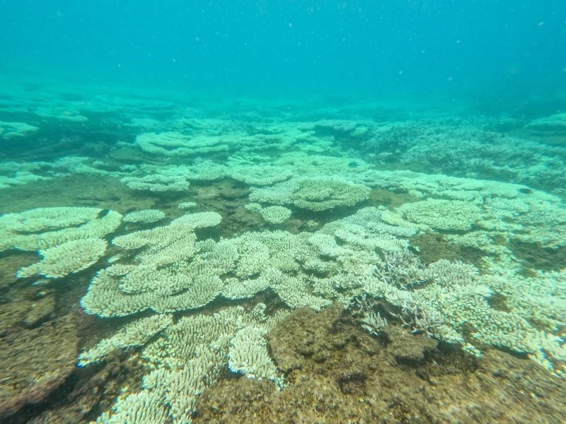 San hô chết, bị tẩy trắng diện tích lớn tại Côn Đảo ( Ảnh: Ban Quản lý Vườn Quốc gia Côn Đảo).
